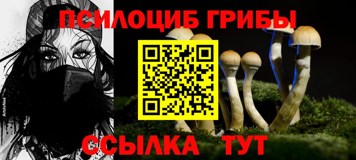 Вольск  Псилоцибиновые грибы Psilocybe  Вход с VPN 